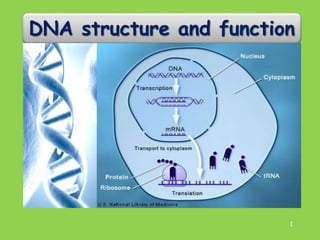 DNA structure and function
1
 