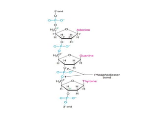 DNA.pptx