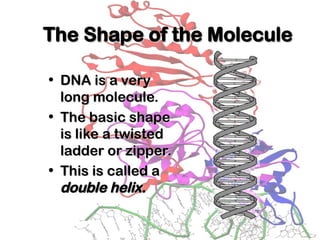 DNA.ppt dox ng edu .ph ha ha ha ha jok ay jak uwkns | PPT