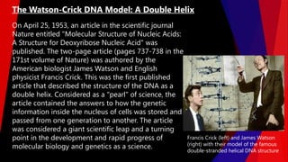 On April 25, 1953, an article in the scientific journal
Nature entitled "Molecular Structure of Nucleic Acids:
A Structure for Deoxyribose Nucleic Acid" was
published. The two-page article (pages 737-738 in the
171st volume of Nature) was authored by the
American biologist James Watson and English
physicist Francis Crick. This was the first published
article that described the structure of the DNA as a
double helix. Considered as a "pearl" of science, the
article contained the answers to how the genetic
information inside the nucleus of cells was stored and
passed from one generation to another. The article
was considered a giant scientific leap and a turning
point in the development and rapid progress of
molecular biology and genetics as a science.
The Watson-Crick DNA Model: A Double Helix
Francis Crick (left) and James Watson
(right) with their model of the famous
double-stranded helical DNA structure
 