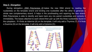 Step 2: Elongation
During elongation, DNA Polymerase III makes the new DNA strand by reading the
nucleotides on the template strand and binding one nucleotide after the other to generate a
whole new complementary strand. It helps in the proofreading and repairing the new strand.
DNA Polymerase is able to identify and back track any mis paired nucleotides and corrects it
immediately. The bases attached to each strand then pair up with the three nucleotides found in
the cytoplasm. If it finds an Adenine (A) on the template, it will only add a Thymine (T). If it finds
a Guanine (G) on the template, it will only add a Cytosine (C).
 
