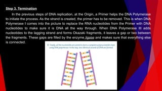 Step 3. Termination
In the previous steps of DNA replication, at the Origin, a Primer helps the DNA Polymerase
to initiate the process. As the strand is created, the primer has to be removed. This is when DNA
Polymerase I comes into the picture to replace the RNA nucleotides from the Primer with DNA
nucleotides to make sure it is DNA all the way through. When DNA Polymerase III adds
nucleotides to the lagging strand and forms Okazaki fragments, it leaves a gap or two between
the fragments. These gaps are filled by the enzyme ligase and makes sure that everything else
is connected.
 