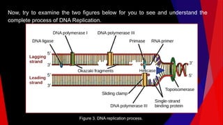 Now, try to examine the two figures below for you to see and understand the
complete process of DNA Replication.
Figure 3. DNA replication process.
 