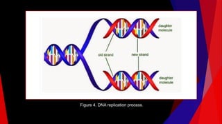 Figure 4. DNA replication process.
 