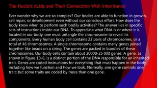 Ever wonder why we are so complex? Our bodies are able to function in growth,
cell repair, or development even without our conscious effort. How does the
body know when to perform such bodily activities? The answer lies in specific
sets of instructions inside our DNA. To appreciate what DNA is or where it is
located in our body, one must untangle the chromosome to reveal its
components. Every human body cell contains 23 pairs of chromosomes, or a
total of 46 chromosomes. A single chromosome contains many genes joined
together like beads on a string. The genes are packed in bundles of these
chromosomes. Our body cells contain about 20000-25 000 genes. A gene, as
shown in figure 13-6, is a distinct portion of the DNA responsible for an inherited
trait. Genes are coded instructions for everything that must happen in the body,
including how we function and how we look. Normally, one gene controls one
trait; but some traits are coded by more than one gene.
The Nucleic Acids and Their Connection With Inheritance
 