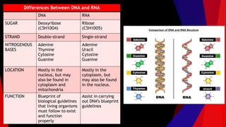Differences Between DNA and RNA
DNA RNA
SUGAR Deoxyribose
(C5H10O4)
Ribose
(C5H10O5)
STRAND Double-strand Single-strand
NITROGENOUS
BASES
Adenine
Thymine
Cytosine
Guanine
Adenine
Uracil
Cytosine
Guanine
LOCATION Mostly in the
nucleus, but may
also be found in
cytoplasm and
mitochondria
Mostly in the
cytoplasm, but
may also be found
in the nucleus.
FUNCTION Blueprint of
biological guidelines
that living organisms
must follow to exist
and function
properly
Assist in carrying
out DNA’s blueprint
guidelines
 