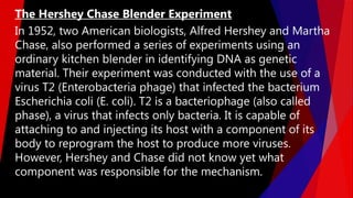 In 1952, two American biologists, Alfred Hershey and Martha
Chase, also performed a series of experiments using an
ordinary kitchen blender in identifying DNA as genetic
material. Their experiment was conducted with the use of a
virus T2 (Enterobacteria phage) that infected the bacterium
Escherichia coli (E. coli). T2 is a bacteriophage (also called
phase), a virus that infects only bacteria. It is capable of
attaching to and injecting its host with a component of its
body to reprogram the host to produce more viruses.
However, Hershey and Chase did not know yet what
component was responsible for the mechanism.
The Hershey Chase Blender Experiment
 