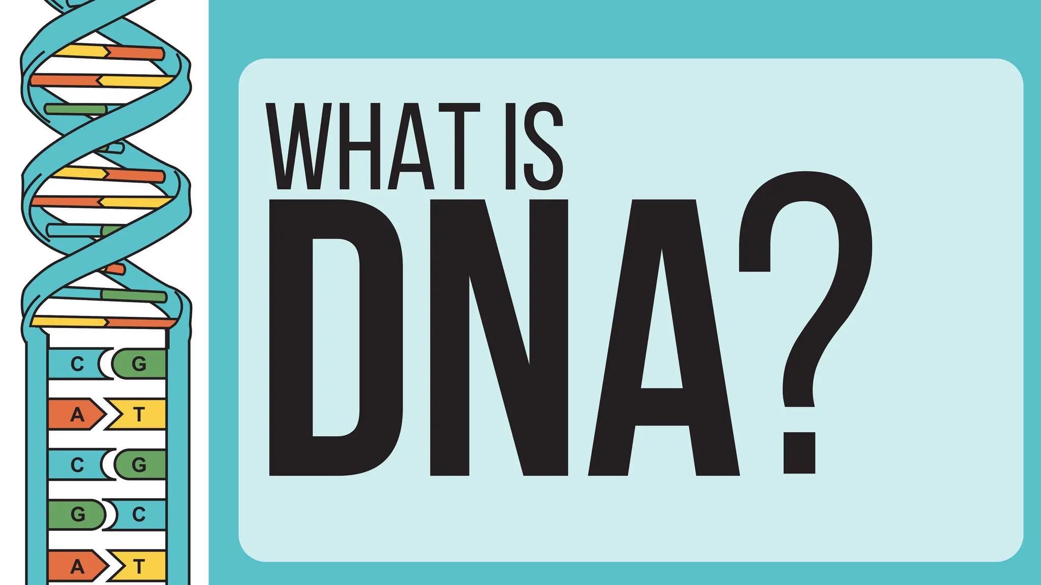 what is DNA. Explain the structure of DNA. What are nitrogenous bases ...