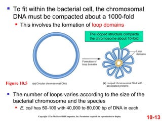  To fit within the bacterial cell, the chromosomal
DNA must be compacted about a 1000-fold
 This involves the formation of loop domains
Copyright ©The McGraw-Hill Companies, Inc. Permission required for reproduction or display
10-13
Figure 10.5
 The number of loops varies according to the size of the
bacterial chromosome and the species
 E. coli has 50-100 with 40,000 to 80,000 bp of DNA in each
The looped structure compacts
the chromosome about 10-fold
 
