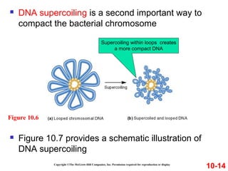  DNA supercoiling is a second important way to
compact the bacterial chromosome
Copyright ©The McGraw-Hill Companies, Inc. Permission required for reproduction or display
10-14
Figure 10.6
 Figure 10.7 provides a schematic illustration of
DNA supercoiling
Supercoiling within loops creates
a more compact DNA
 