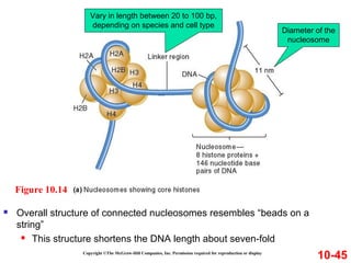 Copyright ©The McGraw-Hill Companies, Inc. Permission required for reproduction or display
10-45
 Overall structure of connected nucleosomes resembles “beads on a
string”
 This structure shortens the DNA length about seven-fold
Figure 10.14
Vary in length between 20 to 100 bp,
depending on species and cell type
Diameter of the
nucleosome
 