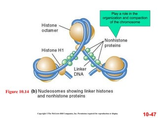 Copyright ©The McGraw-Hill Companies, Inc. Permission required for reproduction or display
10-47
Figure 10.14
Play a role in the
organization and compaction
of the chromosome
 