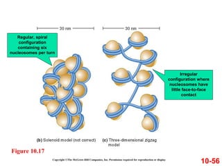 Copyright ©The McGraw-Hill Companies, Inc. Permission required for reproduction or display
10-56
Figure 10.17
Regular, spiral
configuration
containing six
nucleosomes per turn
Irregular
configuration where
nucleosomes have
little face-to-face
contact
 