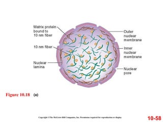 Copyright ©The McGraw-Hill Companies, Inc. Permission required for reproduction or display
10-58
Figure 10.18
 