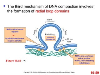 Copyright ©The McGraw-Hill Companies, Inc. Permission required for reproduction or display
10-59
Figure 10.18
 The third mechanism of DNA compaction involves
the formation of radial loop domains
Matrix-attachment
regions
Scaffold-attachment
regions (SARs)
or
MARs are anchored
to the nuclear
matrix, thus creating
radial loops
25,000 to
200,000 bp
 