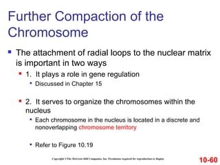 Copyright ©The McGraw-Hill Companies, Inc. Permission required for reproduction or display
 The attachment of radial loops to the nuclear matrix
is important in two ways
 1. It plays a role in gene regulation

Discussed in Chapter 15
 2. It serves to organize the chromosomes within the
nucleus

Each chromosome in the nucleus is located in a discrete and
nonoverlapping chromosome territory

Refer to Figure 10.19
Further Compaction of the
Chromosome
10-60
 