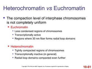 Copyright ©The McGraw-Hill Companies, Inc. Permission required for reproduction or display
 The compaction level of interphase chromosomes
is not completely uniform
 Euchromatin

Less condensed regions of chromosomes

Transcriptionally active

Regions where 30 nm fiber forms radial loop domains
 Heterochromatin

Tightly compacted regions of chromosomes

Transcriptionally inactive (in general)

Radial loop domains compacted even further
Heterochromatin vs Euchromatin
10-61
 