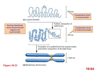 10-64
Figure 10.21
Compaction level
in euchromatin
Compaction level
in heterochromatin
During interphase
most chromosomal
regions are
euchromatic
 