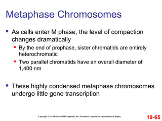 Copyright ©The McGraw-Hill Companies, Inc. Permission required for reproduction or display
 As cells enter M phase, the level of compaction
changes dramatically
 By the end of prophase, sister chromatids are entirely
heterochromatic
 Two parallel chromatids have an overall diameter of
1,400 nm
 These highly condensed metaphase chromosomes
undergo little gene transcription
Metaphase Chromosomes
10-65
 