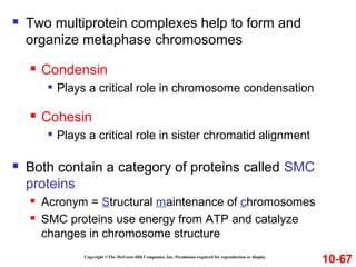 Copyright ©The McGraw-Hill Companies, Inc. Permission required for reproduction or display
 Two multiprotein complexes help to form and
organize metaphase chromosomes
 Condensin

Plays a critical role in chromosome condensation
 Cohesin

Plays a critical role in sister chromatid alignment
 Both contain a category of proteins called SMC
proteins
 Acronym = Structural maintenance of chromosomes
 SMC proteins use energy from ATP and catalyze
changes in chromosome structure
10-67
 