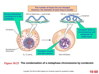 10-68
The condensation of a metaphase chromosome by condensinFigure 10.23
Copyright ©The McGraw-Hill Companies, Inc. Permission required for reproduction or display
The number of loops has not changed
However, the diameter of each loop is smaller
Condesin travels
into the nucleus
Condesin binds to
chromosomes and
compacts the
radial loops
During interphase,
condensin is in the
cytoplasm
 