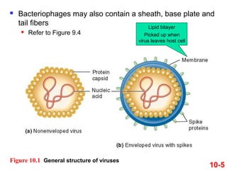 Figure 10.1 General structure of viruses
10-5
 Bacteriophages may also contain a sheath, base plate and
tail fibers
 Refer to Figure 9.4
Lipid bilayer
Picked up when
virus leaves host cell
 