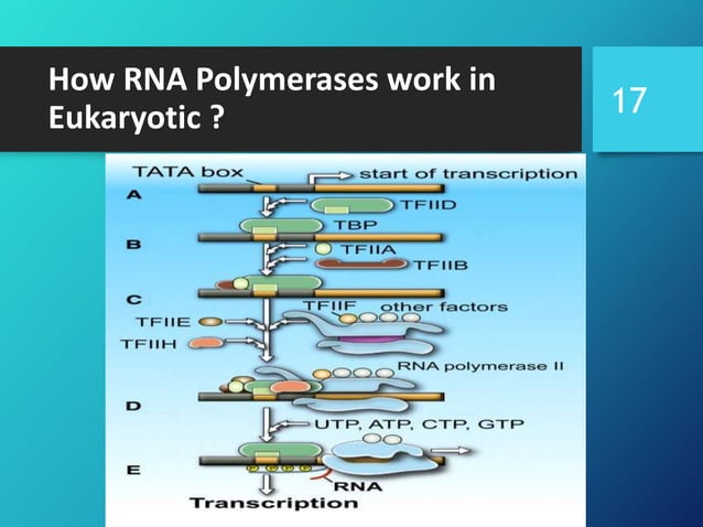 dna-and-rna-polymerases-160213130043 (1).pdf