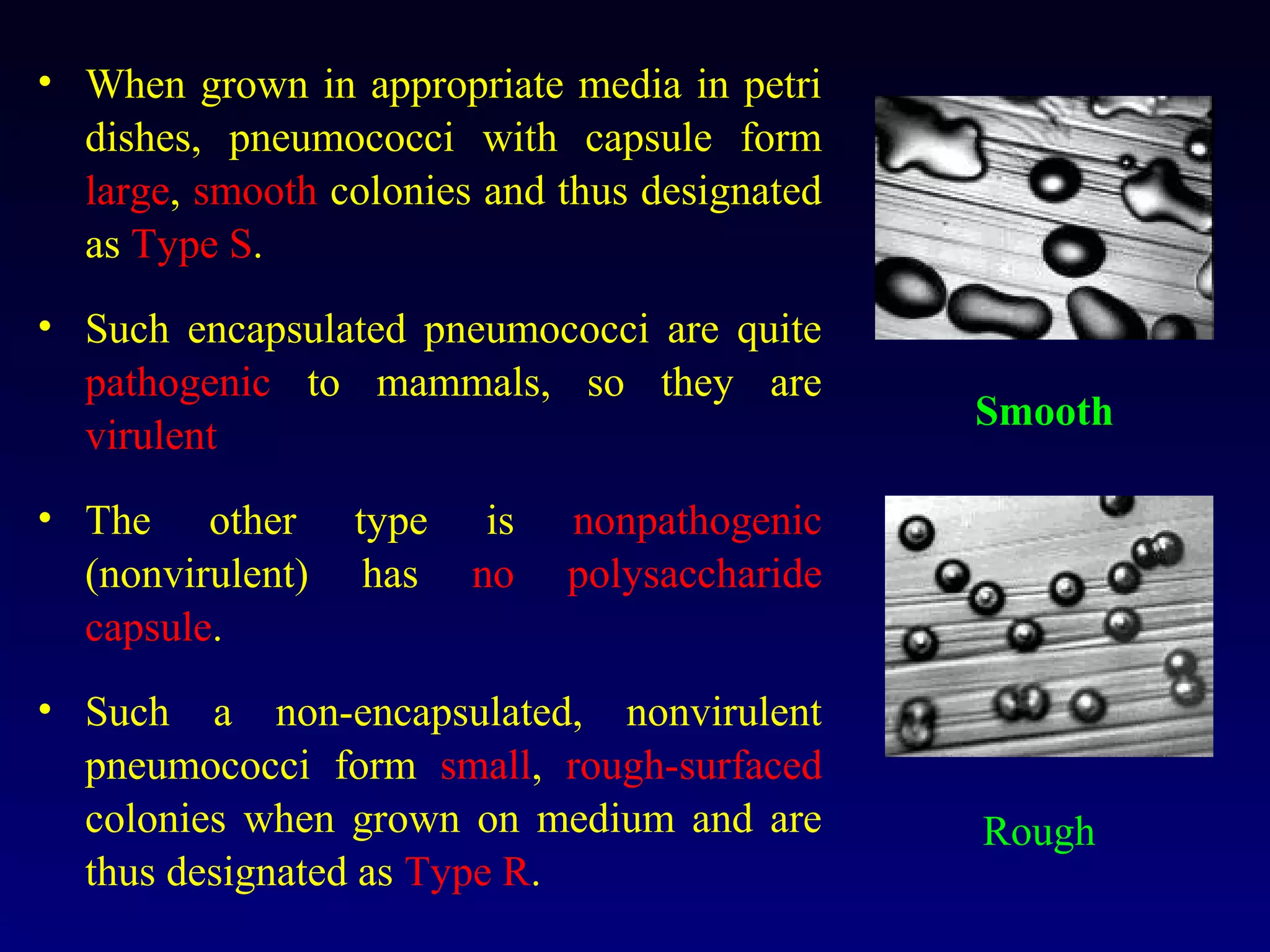 • When grown in appropriate media in petri
  dishes, pneumococci with capsule form
  large, smooth colonies and thus designated
  as Type S.
• Such encapsulated pneumococci are quite
  pathogenic to mammals, so they are
                                                Smooth
  virulent
• The other       type    is   nonpathogenic
  (nonvirulent)    has   no    polysaccharide
  capsule.
• Such a non-encapsulated, nonvirulent
  pneumococci form small, rough-surfaced
  colonies when grown on medium and are         Rough
  thus designated as Type R.
 