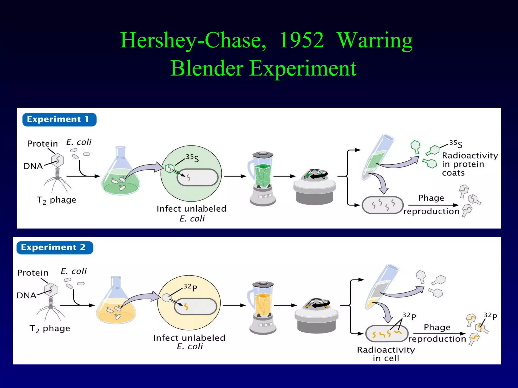Hershey-Chase, 1952 Warring
     Blender Experiment
 