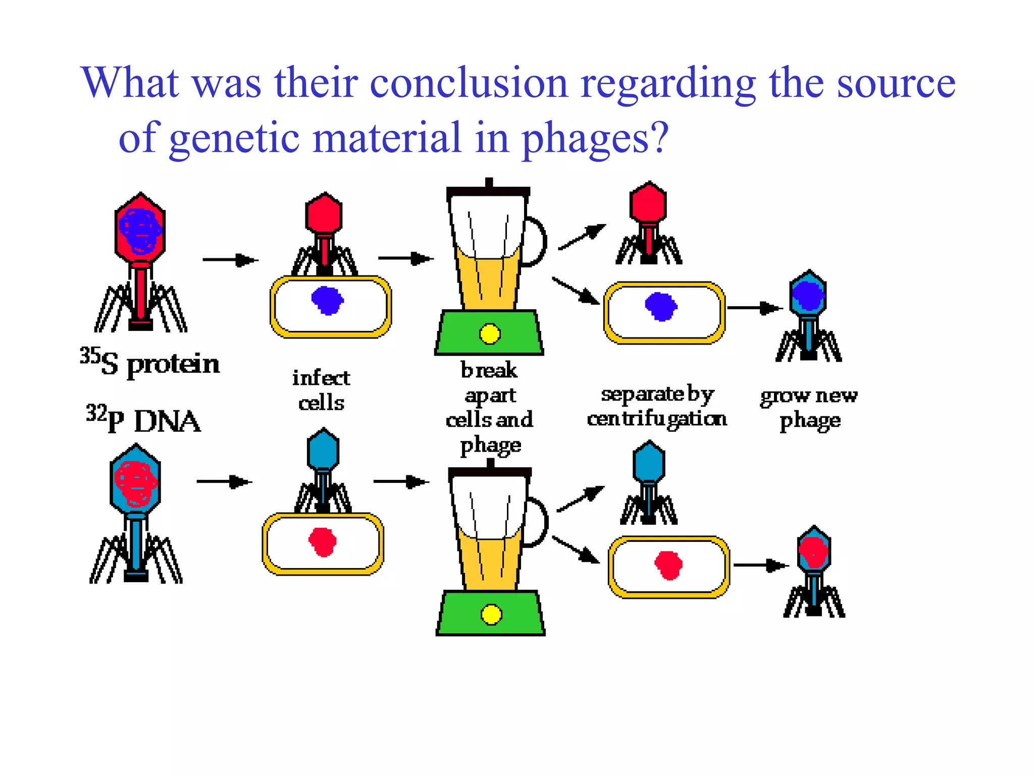 What was their conclusion regarding the source
 of genetic material in phages?
 
