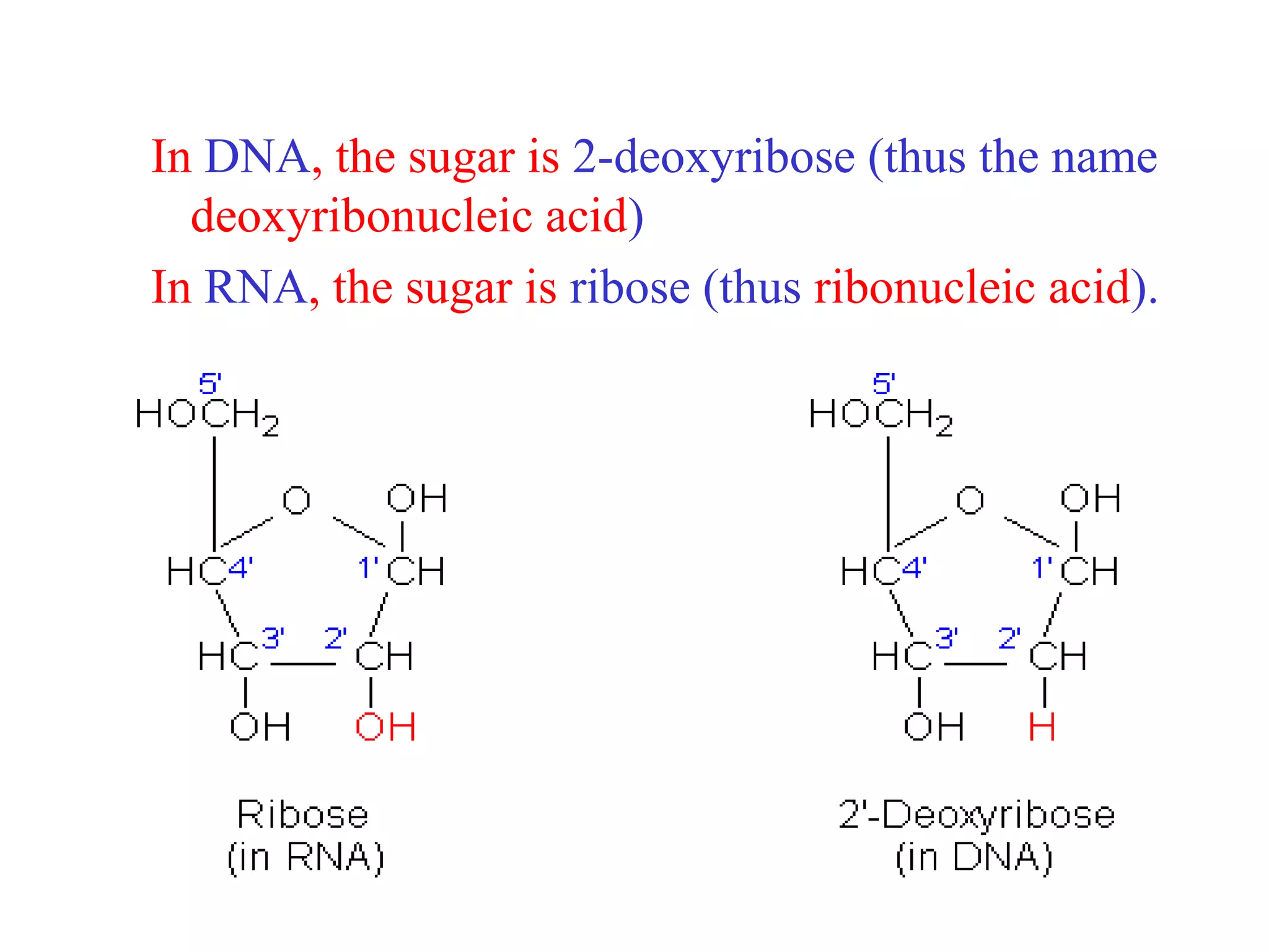 In DNA, the sugar is 2-deoxyribose (thus the name
  deoxyribonucleic acid)
In RNA, the sugar is ribose (thus ribonucleic acid).
 
