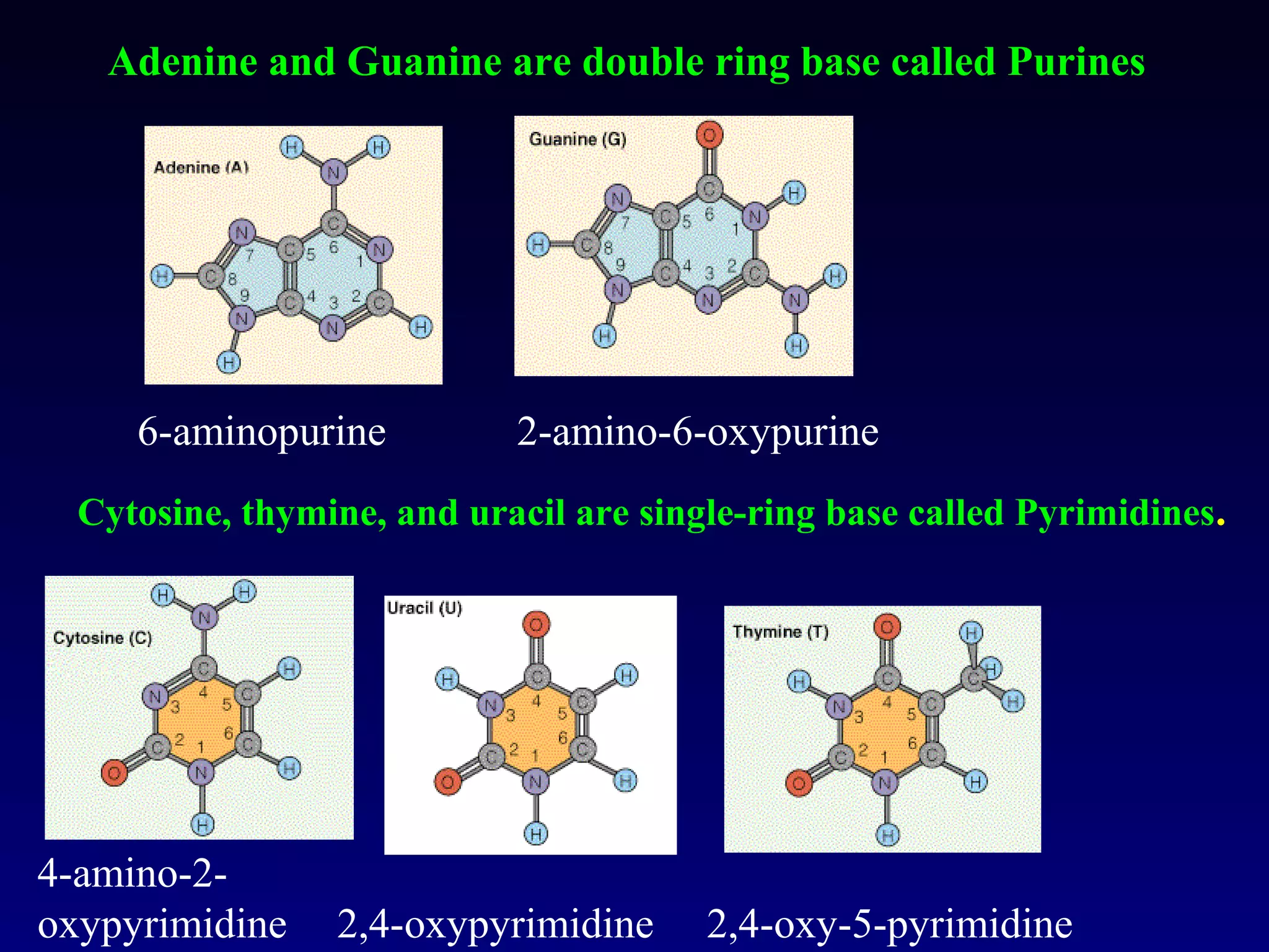 Adenine and Guanine are double ring base called Purines




     6-aminopurine          2-amino-6-oxypurine
  Cytosine, thymine, and uracil are single-ring base called Pyrimidines.




4-amino-2-
oxypyrimidine    2,4-oxypyrimidine      2,4-oxy-5-pyrimidine
 