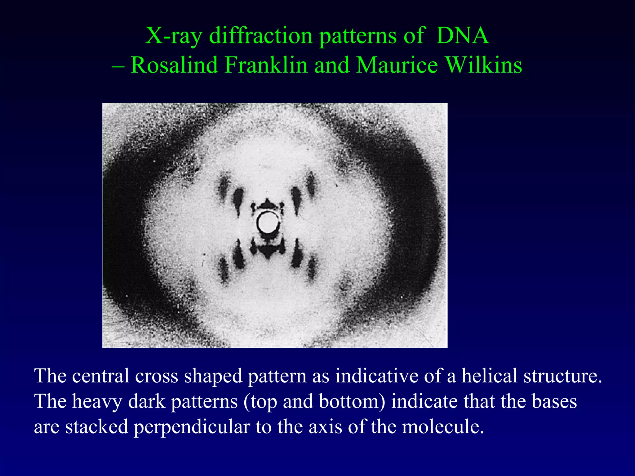 X-ray diffraction patterns of DNA
         – Rosalind Franklin and Maurice Wilkins




The central cross shaped pattern as indicative of a helical structure.
The heavy dark patterns (top and bottom) indicate that the bases
are stacked perpendicular to the axis of the molecule.
 