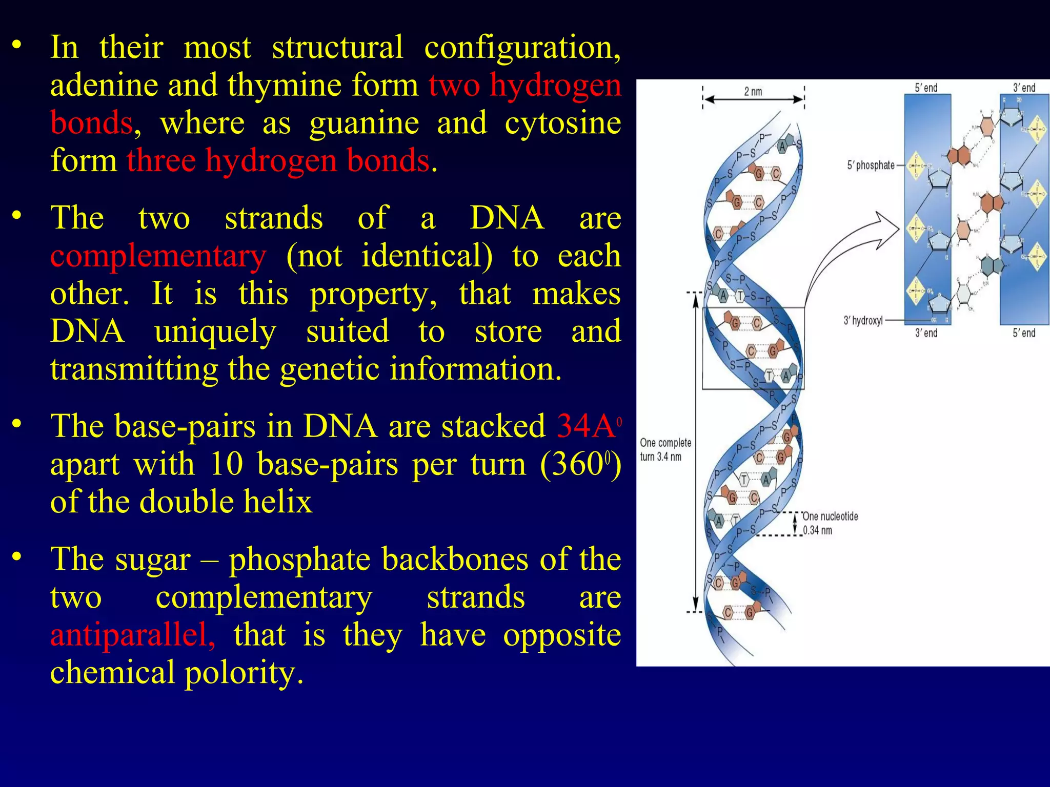 • In their most structural configuration,
  adenine and thymine form two hydrogen
  bonds, where as guanine and cytosine
  form three hydrogen bonds.
• The two strands of a DNA are
  complementary (not identical) to each
  other. It is this property, that makes
  DNA uniquely suited to store and
  transmitting the genetic information.
• The base-pairs in DNA are stacked 34Ao
  apart with 10 base-pairs per turn (3600)
  of the double helix
• The sugar – phosphate backbones of the
  two     complementary      strands  are
  antiparallel, that is they have opposite
  chemical polority.
 