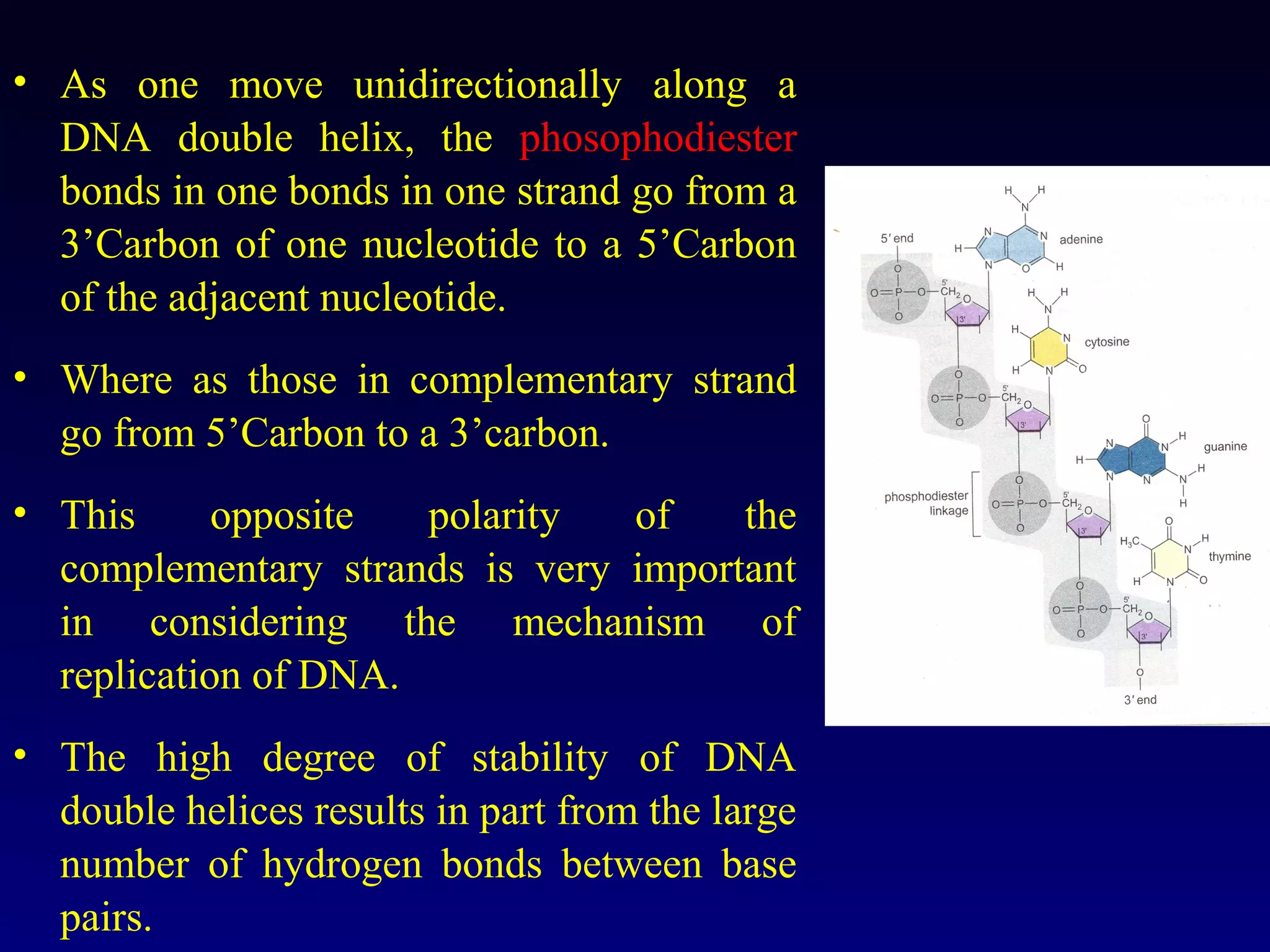 • As one move unidirectionally along a
  DNA double helix, the phosophodiester
  bonds in one bonds in one strand go from a
  3’Carbon of one nucleotide to a 5’Carbon
  of the adjacent nucleotide.
• Where as those in complementary strand
  go from 5’Carbon to a 3’carbon.
• This      opposite  polarity  of    the
  complementary strands is very important
  in considering the mechanism of
  replication of DNA.
• The high degree of stability of DNA
  double helices results in part from the large
  number of hydrogen bonds between base
  pairs.
 