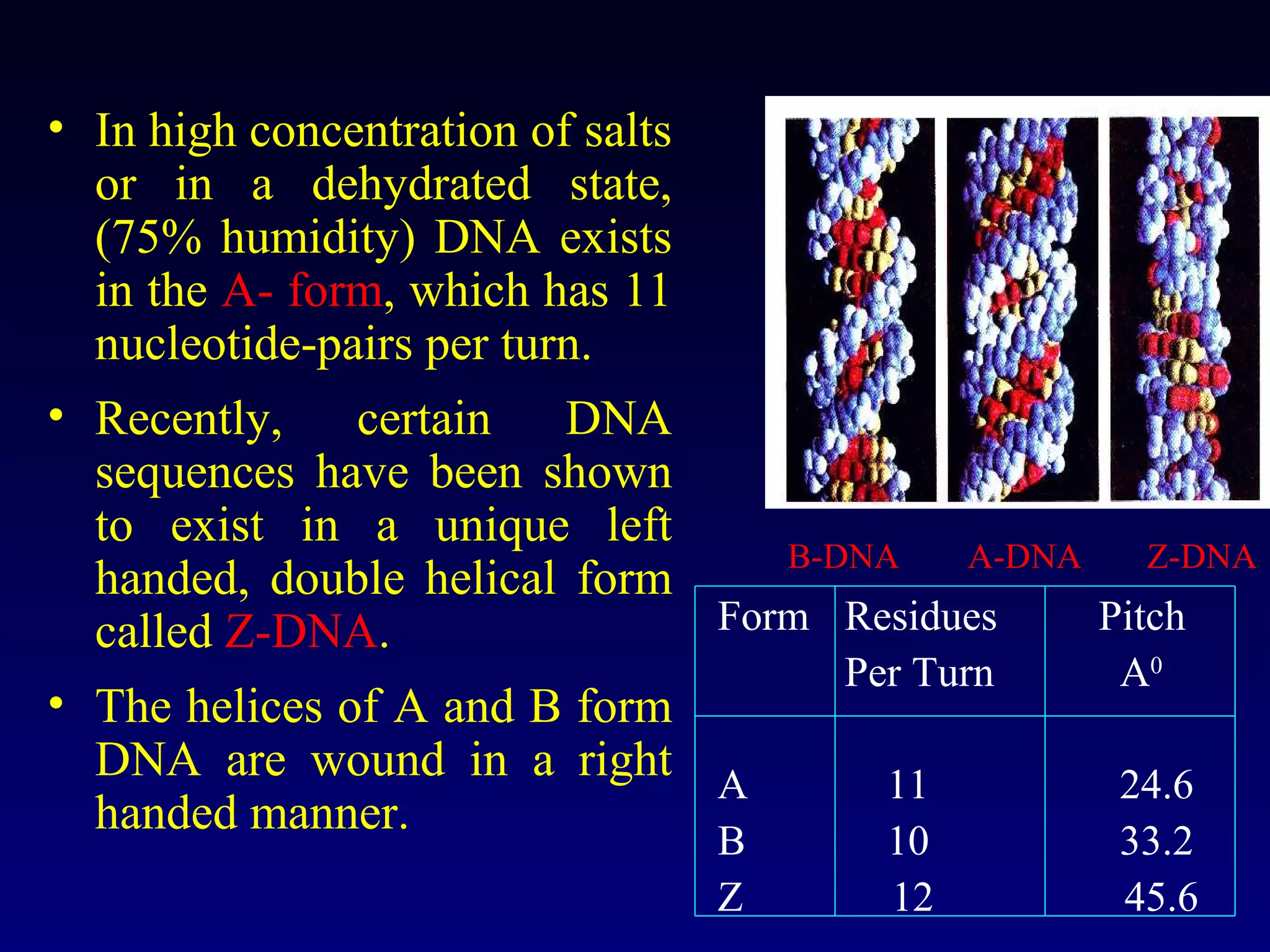 • In high concentration of salts
  or in a dehydrated state,
  (75% humidity) DNA exists
  in the A- form, which has 11
  nucleotide-pairs per turn.
• Recently,    certain    DNA
  sequences have been shown
  to exist in a unique left
                                    B-DNA     A-DNA    Z-DNA
  handed, double helical form
  called Z-DNA.                  Form Residues      Pitch
                                       Per Turn      A0
• The helices of A and B form
  DNA are wound in a right A             11          24.6
  handed manner.
                                 B       10          33.2
                                 Z       12          45.6
 