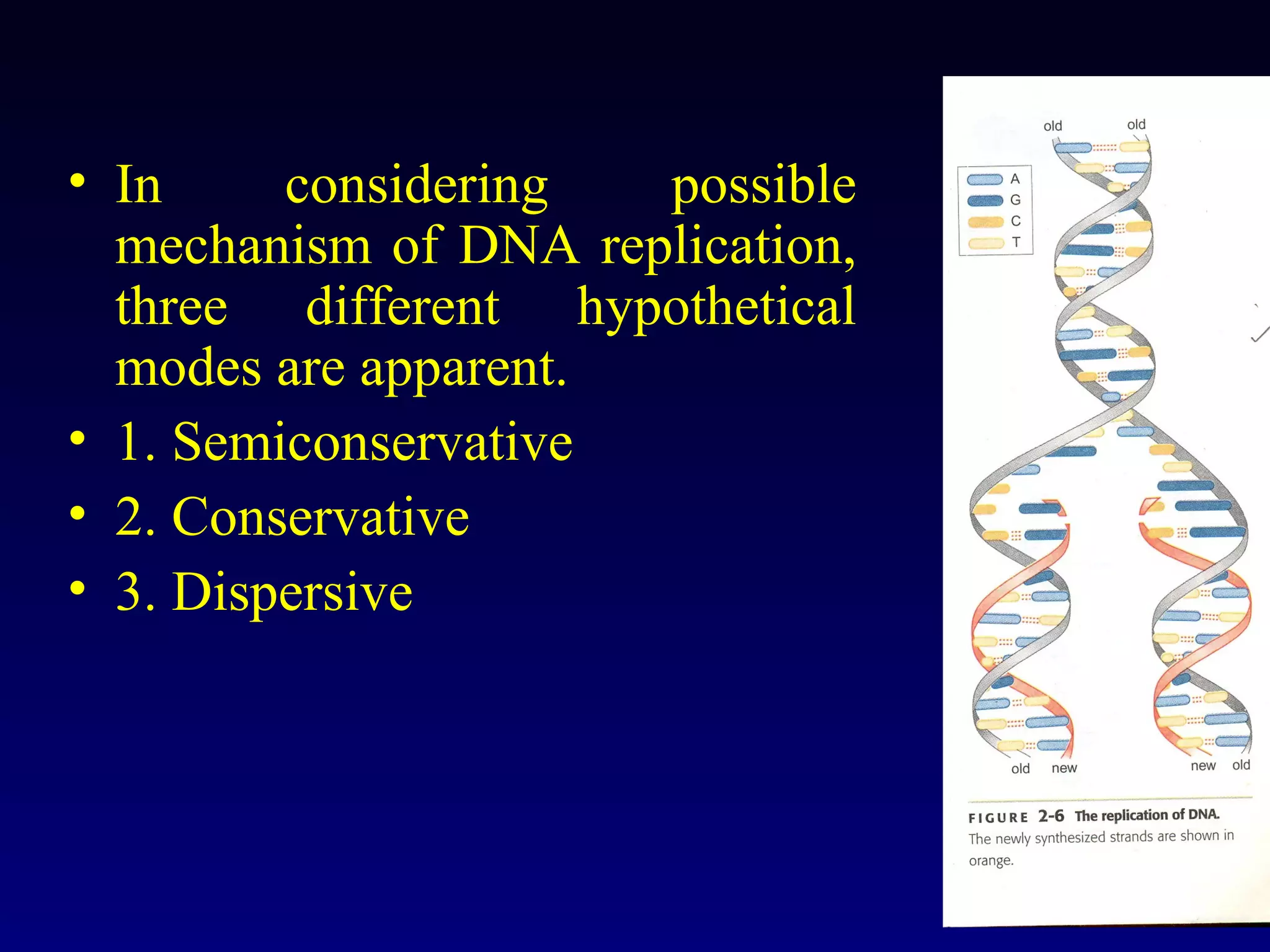 • In     considering  possible
  mechanism of DNA replication,
  three different hypothetical
  modes are apparent.
• 1. Semiconservative
• 2. Conservative
• 3. Dispersive
 