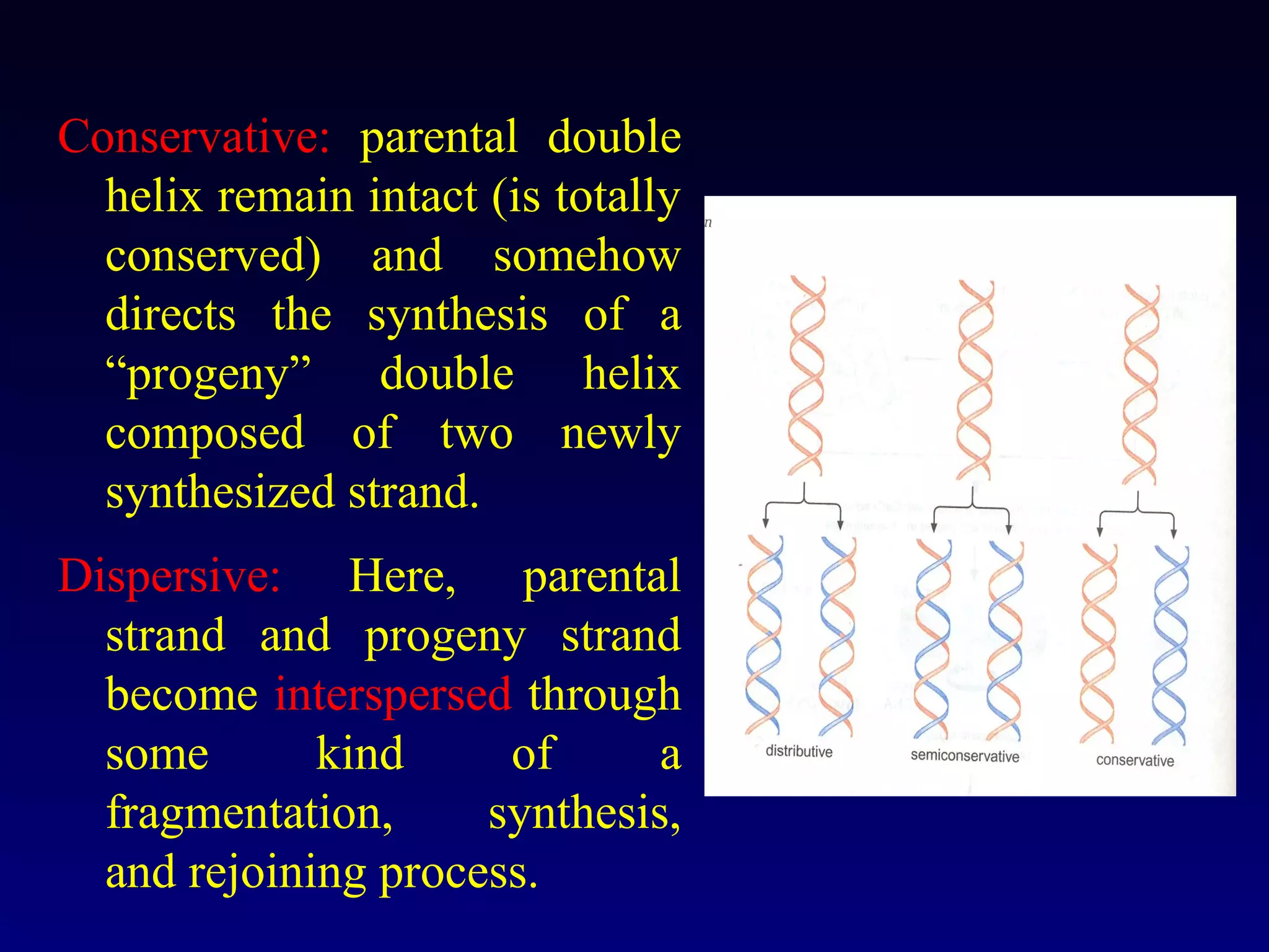 Conservative: parental double
  helix remain intact (is totally
  conserved) and somehow
  directs the synthesis of a
  “progeny” double helix
  composed of two newly
  synthesized strand.
Dispersive: Here, parental
  strand and progeny strand
  become interspersed through
  some       kind     of      a
  fragmentation,     synthesis,
  and rejoining process.
 