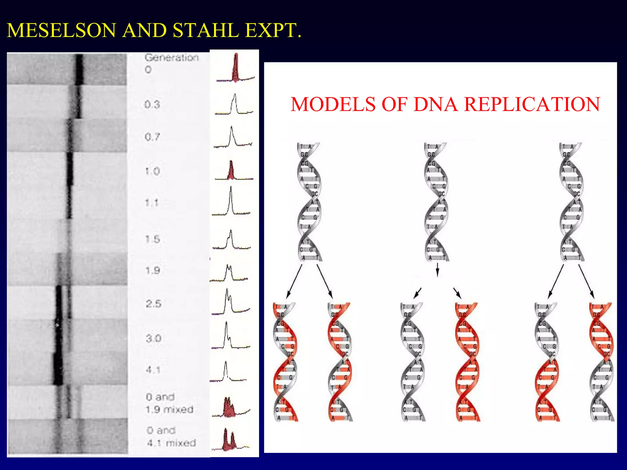 MESELSON AND STAHL EXPT.


                       MODELS OF DNA REPLICATION
 