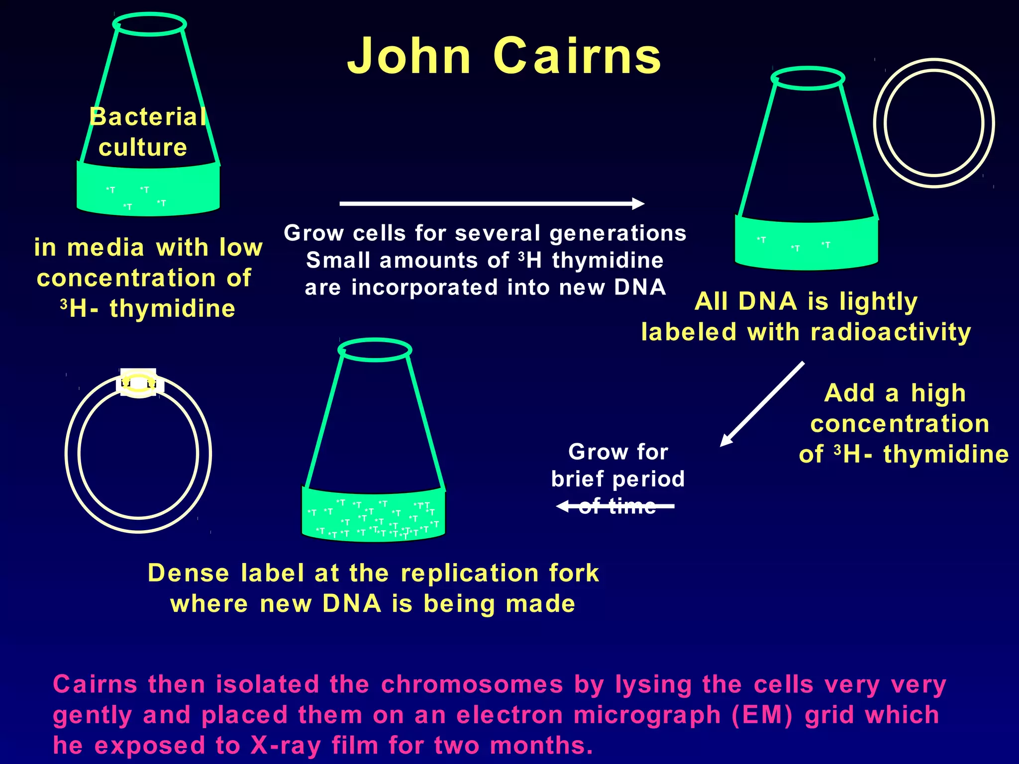 John Cairns
    Bacterial
    culture
     *T        *T

          *T        *T



                          Grow cells for several generations                  *T
in media with low          Small amounts of 3 H thymidine
                                                                                   *T   *T



concentration of           are incorporated into new DNA
  3
    H- thymidine                                                         All DNA is lightly
                                                                     labeled with radioactivity

                                                                                      Add a high
                                                                                     concentration
                                                              Grow for              of 3 H- thymidine
                                                             brief period
                            *T *T
                                    *T *T
                                        *T
                                      *T *T
                                           *T
                                              *T
                                                   *T
                                                  *T
                                                     *T
                                                      *T        of time
                                   *T                   *T
                                         *T *T *T
                             *T
                                *T *T *T *T *T *T *T *T




                Dense label at the replication fork
                 where new DNA is being made


 Cairns then isolated the chromosomes by lysing the cells very very
 gently and placed them on an electron micrograph (EM) grid which
 he exposed to X-ray film for two months.
 