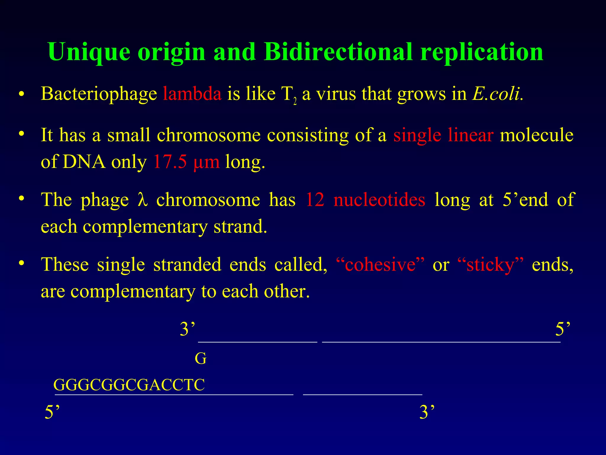 Unique origin and Bidirectional replication
• Bacteriophage lambda is like T2 a virus that grows in E.coli.
• It has a small chromosome consisting of a single linear molecule
  of DNA only 17.5 µm long.
• The phage λ chromosome has 12 nucleotides long at 5’end of
  each complementary strand.
• These single stranded ends called, “cohesive” or “sticky” ends,
  are complementary to each other.
                    3’                                            5’
                     G
    GGGCGGCGACCTC
   5’                                            3’
 
