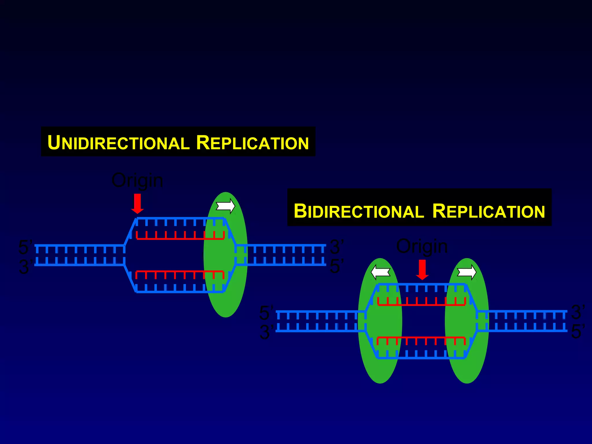UNIDIRECTIONAL REPLICATION
           Origin
                              BIDIRECTIONAL REPLICATION
5’                                3’    Origin
3’                                5’

                         5’                               3’
                         3’                               5’
 