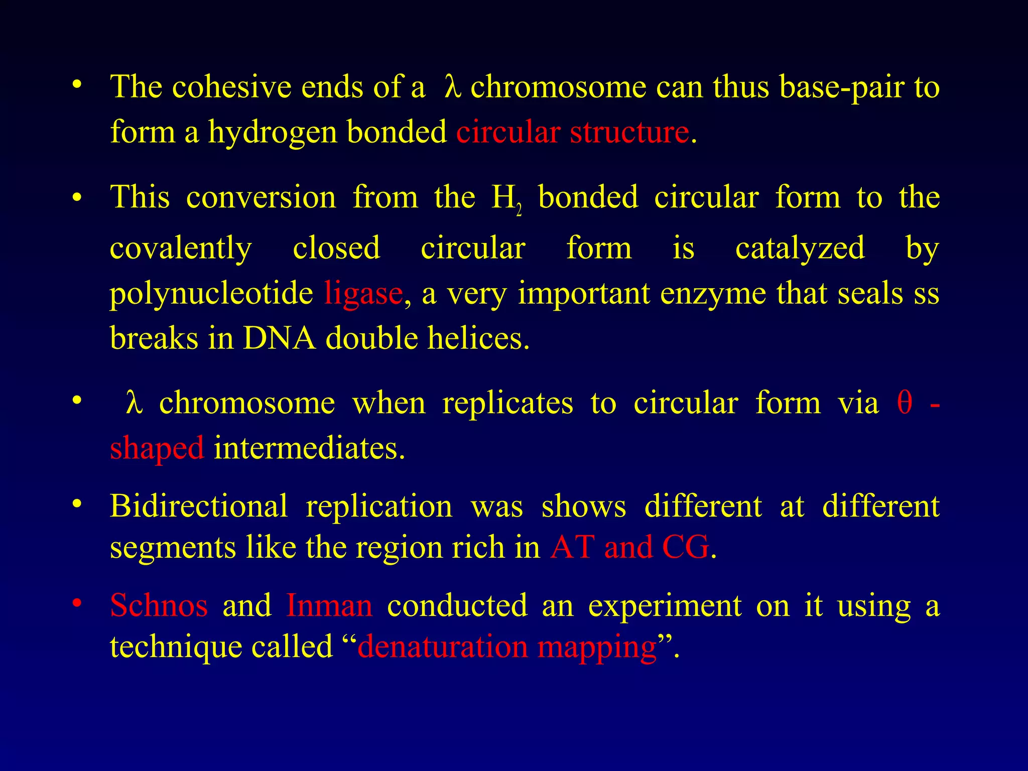 • The cohesive ends of a λ chromosome can thus base-pair to
  form a hydrogen bonded circular structure.
• This conversion from the H2 bonded circular form to the
  covalently closed circular form is catalyzed by
  polynucleotide ligase, a very important enzyme that seals ss
  breaks in DNA double helices.
•    λ chromosome when replicates to circular form via θ -
    shaped intermediates.
• Bidirectional replication was shows different at different
  segments like the region rich in AT and CG.
• Schnos and Inman conducted an experiment on it using a
  technique called “denaturation mapping”.
 