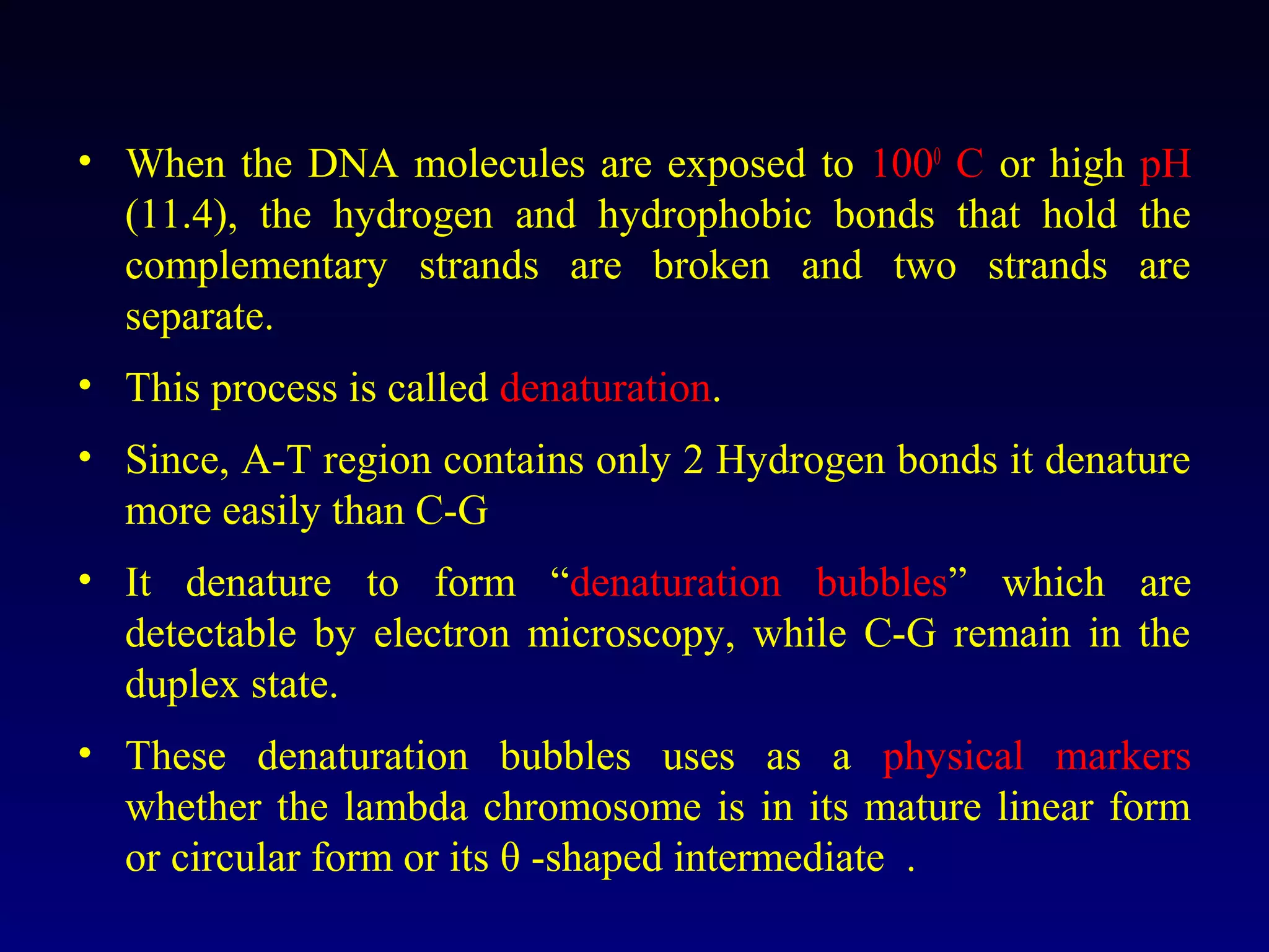 • When the DNA molecules are exposed to 1000 C or high pH
  (11.4), the hydrogen and hydrophobic bonds that hold the
  complementary strands are broken and two strands are
  separate.
• This process is called denaturation.
• Since, A-T region contains only 2 Hydrogen bonds it denature
  more easily than C-G
• It denature to form “denaturation bubbles” which are
  detectable by electron microscopy, while C-G remain in the
  duplex state.
• These denaturation bubbles uses as a physical markers
  whether the lambda chromosome is in its mature linear form
  or circular form or its θ -shaped intermediate .
 