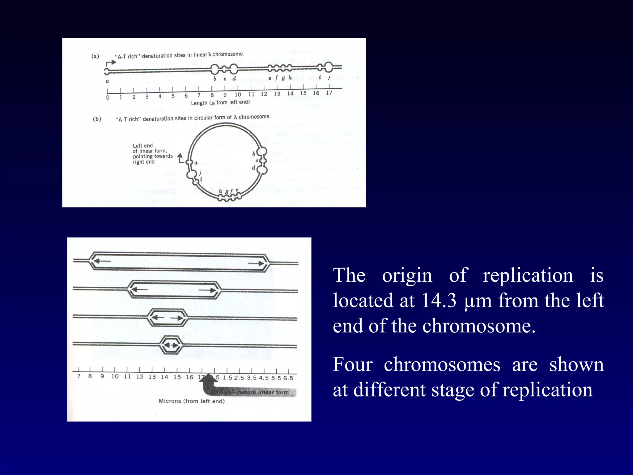 The origin of replication is
located at 14.3 µm from the left
end of the chromosome.
Four chromosomes are shown
at different stage of replication
 