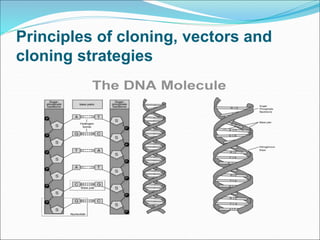 Principles of cloning, vectors and
cloning strategies
 
