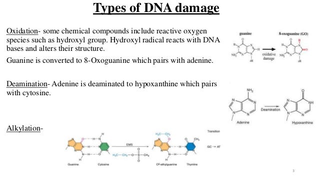 dna damage repair