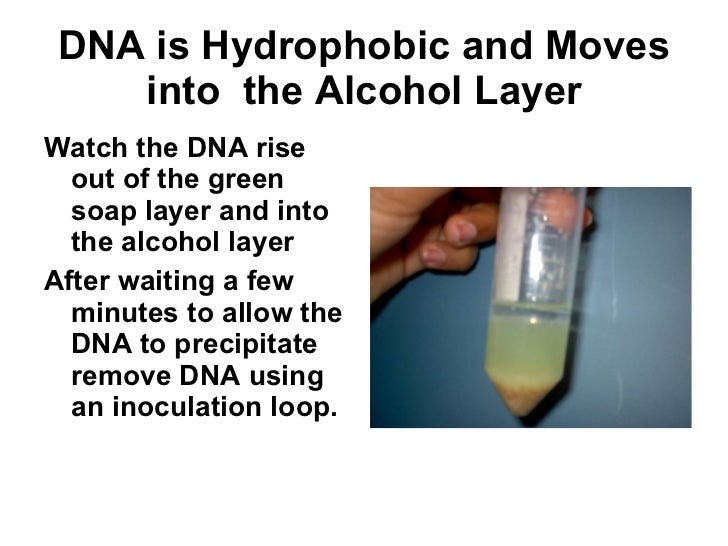 Dna Extraction From Wheat Germ
