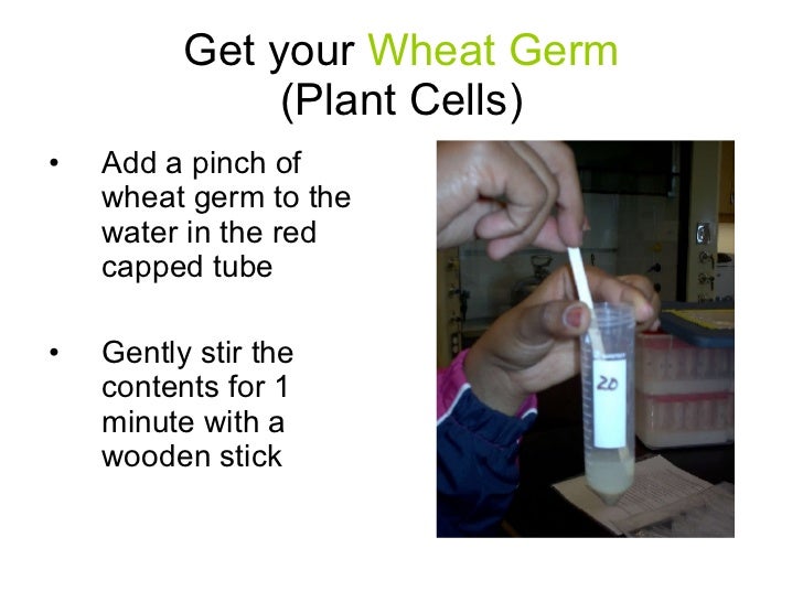 Dna Extraction From Wheat Germ