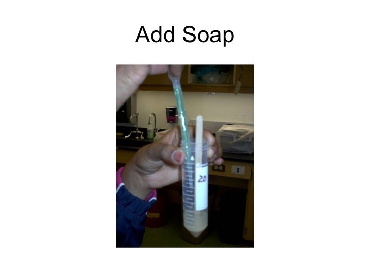 Dna Extraction From Wheat Germ